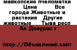  майкопские пчеломатки F-1  › Цена ­ 800 - Все города Животные и растения » Другие животные   . Тыва респ.,Ак-Довурак г.